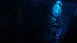 aquarium-von-lars-schnabel-becken-1023_Rückwand noch trocken mit Nachtlicht