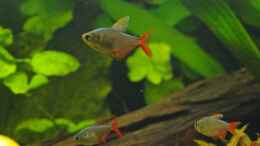 Foto mit Rot-Blauer Kolumbianer (Hyphessobrycon columbianus)