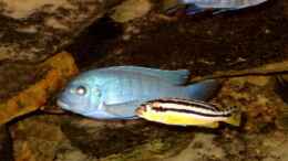 aquarium-von-helgo-jacob-becken-1027_Maylandia estherae Männchen,  Auratus Weibchen,  Elongatus 