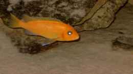 aquarium-von-helgo-jacob-becken-1027_Maylandia estherae Weibchen