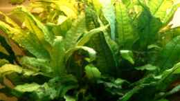 aquarium-von-helgo-jacob-becken-1027_Microsorium pteropus