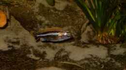 aquarium-von-helgo-jacob-becken-1027_Melanochromis auratus Männchen
