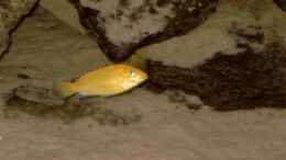 aquarium-von-helgo-jacob-becken-1027_Labidochromis caeruleus