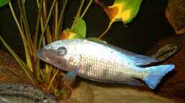 aquarium-von-helgo-jacob-becken-1029_Fossorochromis rostratus