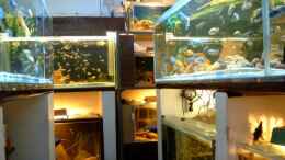 aquarium-von-helgo-jacob-becken-1029_  Fischraum,  von hinten nach vorn