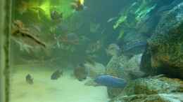 aquarium-von-helgo-jacob-becken-1029_Seitenansicht