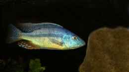 aquarium-von-helgo-jacob-becken-1029_Dimidiochromis strigatus