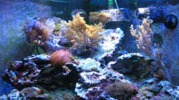 aquarium-von-holgi-k--trigon-350-abloesung-durch-deltec--becken_Trigon 350 stand 15.11.2009