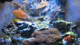 aquarium-von-holgi-k--trigon-350-abloesung-durch-deltec--becken_Trigon 350 stand 14.10.2010