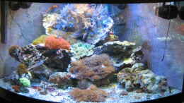 aquarium-von-holgi-k--trigon-350-abloesung-durch-deltec--becken_Trigon 350 stand 06.08.2010