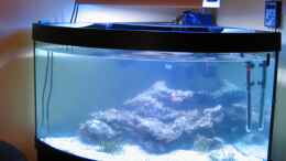aquarium-von-holgi-k--trigon-350-abloesung-durch-deltec--becken_Trigon 350 läuft seit dem 29.01.2009 ; Umstellung von Süß