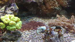 aquarium-von-holgi-k--trigon-350-abloesung-durch-deltec--becken_Bild auf dem die Alge gut zu sehen sind(Kurz nach dem Wasser