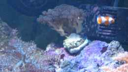 aquarium-von-holgi-k--trigon-350-abloesung-durch-deltec--becken_
