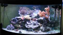 aquarium-von-holgi-k--trigon-350-abloesung-durch-deltec--becken_Trigon 350 stand 21.04.2009