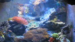 aquarium-von-holgi-k--trigon-350-abloesung-durch-deltec--becken_Trigon 350 stand 05.09.2010