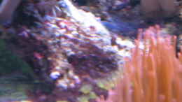 aquarium-von-holgi-k--trigon-350-abloesung-durch-deltec--becken_Braune Schmieralge? (wie bekomme ich Sie wieder weg?)