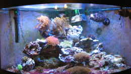 aquarium-von-holgi-k--trigon-350-abloesung-durch-deltec--becken_Trigon 350 stand 02.12.2009
