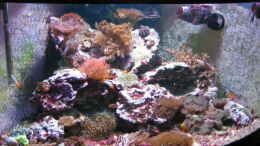 aquarium-von-holgi-k--trigon-350-abloesung-durch-deltec--becken_Trigon 350 stand 06.11.2009