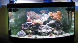aquarium-von-holgi-k--trigon-350-abloesung-durch-deltec--becken_Trifon 350 stand 25.04.2009