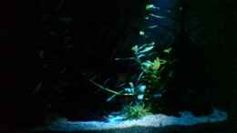aquarium-von-bjoern-becken-10334_Mondlicht im Eigenbau