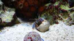 Aquarium einrichten mit Clibanarius tricolor - Blaubein-Einsiedlerkrebs