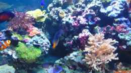 Aquarium einrichten mit Ecsenius bicolor - zweifarbiger Schleimfisch