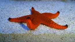 Aquarium einrichten mit Fromia indica - Indischer Seestern (orange)