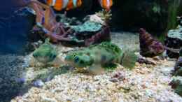 Aquarium einrichten mit Pterosynchiropus picturatus - LSD Mandarin-Fisch