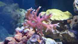 Aquarium einrichten mit Seriatopora hystrix - Christusdorn-Koralle oder