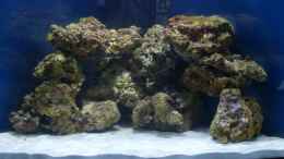 aquarium-von-dirk-schaefer-becken-10342_2.Woche grüne Algen