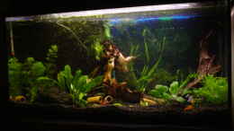 aquarium-von-michaels-becken-10391_