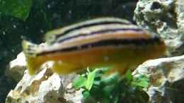 Aquarium einrichten mit Melanochromis auratus Weibchen