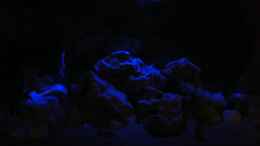 aquarium-von-malawkd-becken-10495_Mondlicht