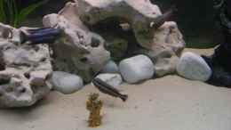 aquarium-von-malawkd-becken-10495_mittelgroße Kieselsteine