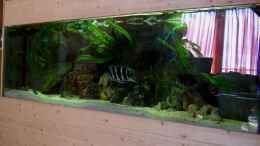 aquarium-von-stonis-home-mein-tanganjika-nur-noch-als-beispiel_Mein Frontosa-Becken