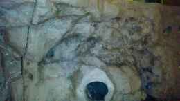 aquarium-von-stonis-home-mein-tanganjika-nur-noch-als-beispiel_Ansicht mit der großen Welshöhle