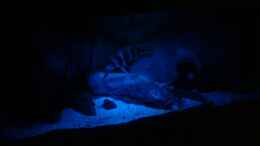 aquarium-von-stonis-home-mein-tanganjika-nur-noch-als-beispiel_Mondlicht