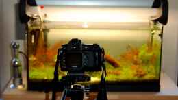 aquarium-von-jo-the-fish-becken-10534_Die Kamera die alles Möglich macht!!! ;) Nikon D50