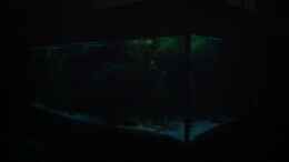 aquarium-von-monolith-becken-1054_Mondlicht