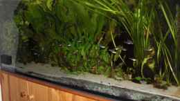 aquarium-von-amazonasbecken-eu-240l---salmler-nur-noch-als-beispiel_Salmler-Becken