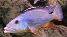 aquarium-von-wietze-bron-becken-10590_Tyrannochromis Maculiceps