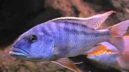 aquarium-von-wietze-bron-becken-10590_Buccochromis Heterotaenia