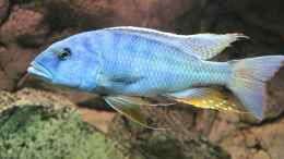 Aquarium einrichten mit Buccochromis Heterotaenia