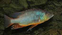 Aquarium einrichten mit Tyrannochromis Maculiceps
