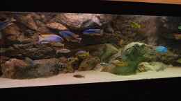 aquarium-von-wietze-bron-becken-10590_Malawi Räuberbecken