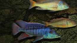 Foto mit Buccochromis Rhoadesii