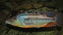 Foto mit Tyrannochromis Maculiceps