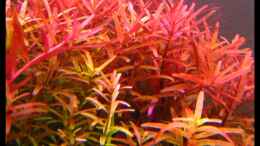 aquarium-von-melmarc-unser-hobby_Rotala rotundifolia indica