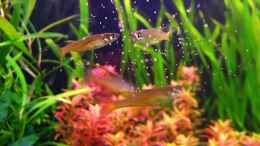 aquarium-von-melmarc-unser-hobby_I. werneri Männchen und Weibchen bei der Fütterung mit Nau