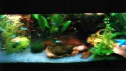 aquarium-von-michael-meyer-becken-1061_